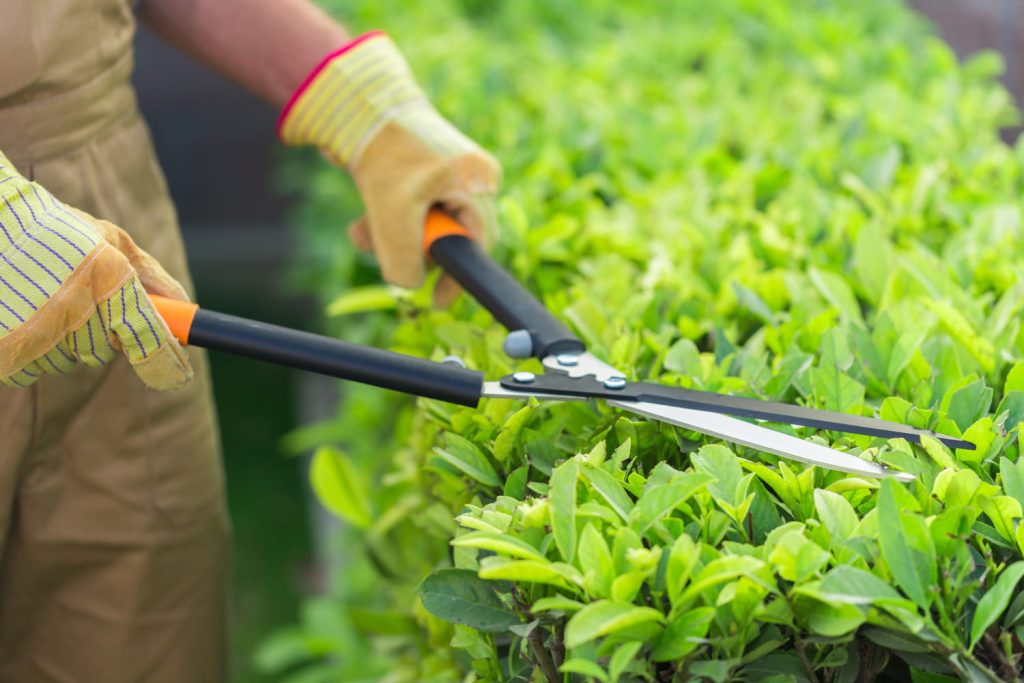 RI Garden Lora